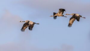 Crane birds in flight on migration