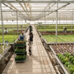 Agricultural greenhouse with leafy crops